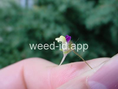 fluvellin, sharppoint