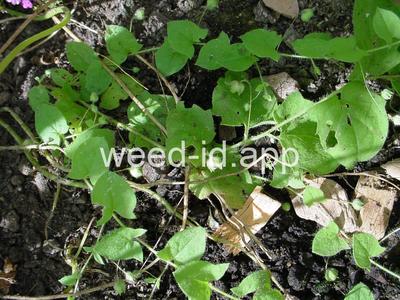 fluvellin, sharppoint