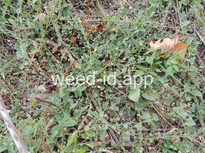 fluvellin, sharppoint