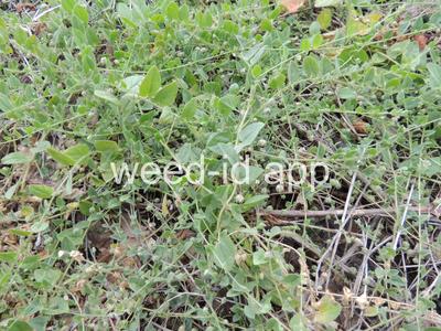 fluvellin, sharppoint