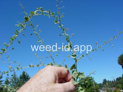 fluvellin, sharppoint