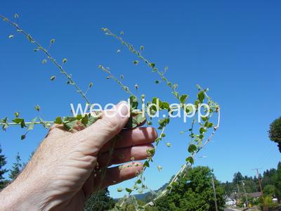 fluvellin, sharppoint