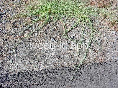 fluvellin, sharppoint