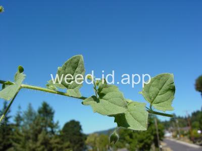 fluvellin, sharppoint