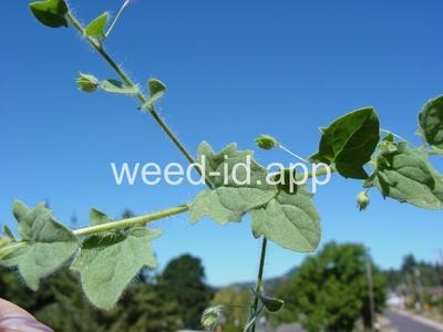 fluvellin, sharppoint