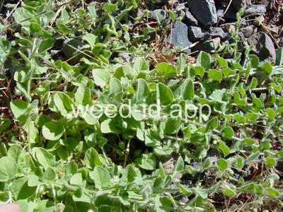 fluvellin, sharppoint