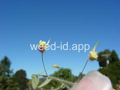 fluvellin, sharppoint