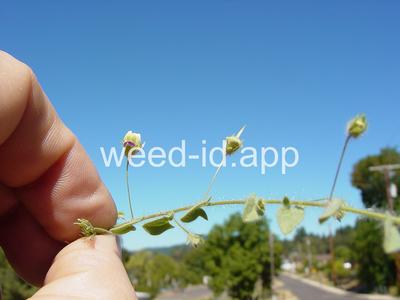 fluvellin, sharppoint