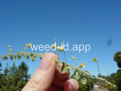 fluvellin, sharppoint