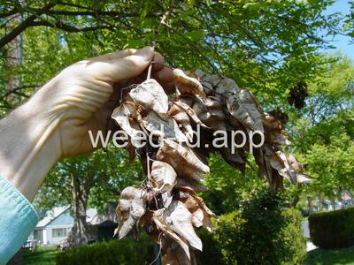 Koelreuteria paniculata