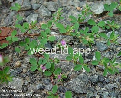 lespedeza, Korean
