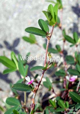 lespedeza, common