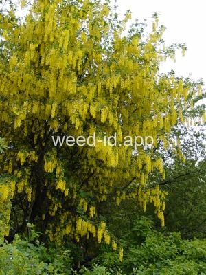 Laburnum anagyroides