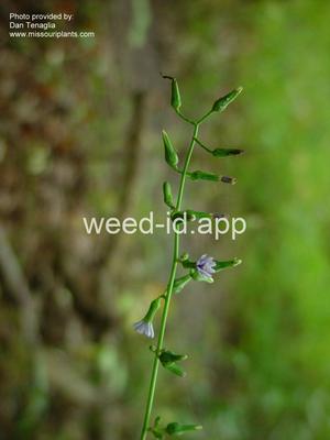 lettuce, Florida wild
