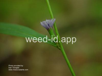 lettuce, Florida wild