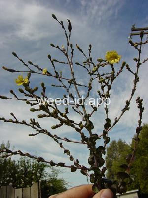 Lactuca sativa