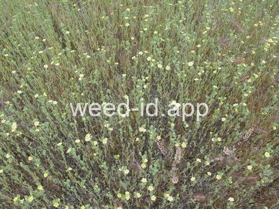 Lagophylla ramosissima