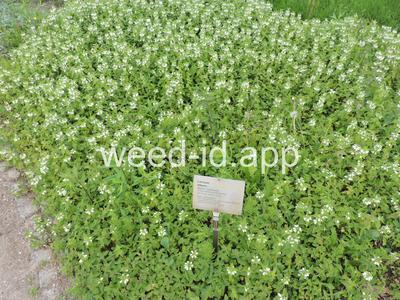 Lamium album