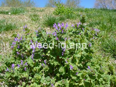 henbit
