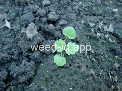 henbit