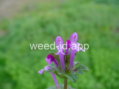 henbit