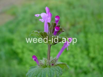 henbit