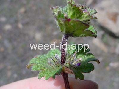 henbit