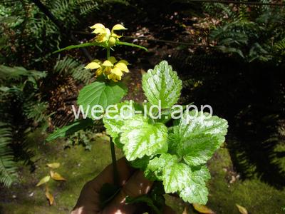 Lamium galeobdolon