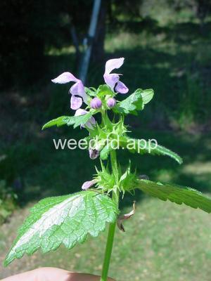 deadnettle, spotted