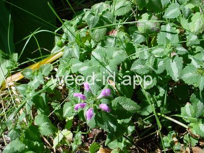 deadnettle, spotted