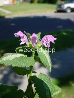 deadnettle, spotted