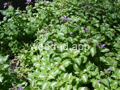 deadnettle, spotted