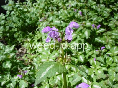 deadnettle, spotted