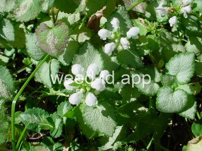 deadnettle, spotted