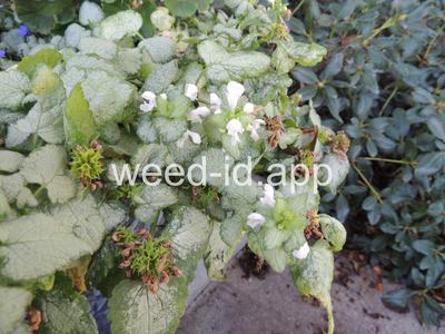 deadnettle, spotted