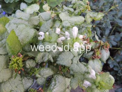 deadnettle, spotted