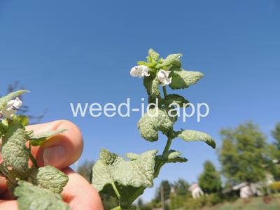 deadnettle, spotted