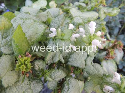 deadnettle, spotted