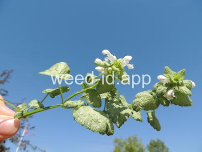 deadnettle, spotted