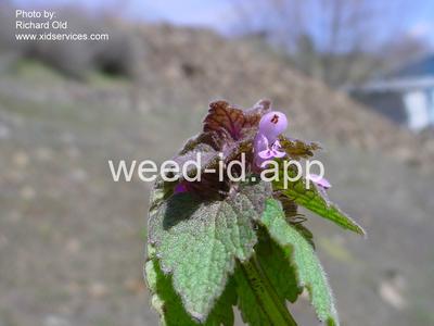 deadnettle, purple