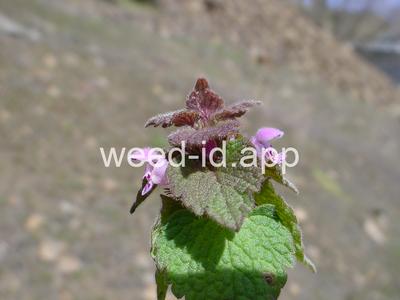 deadnettle, purple