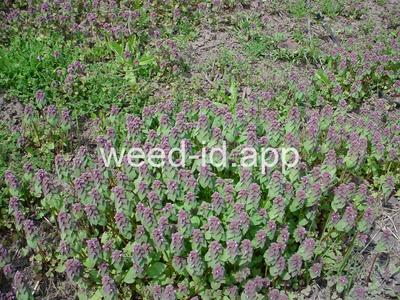 deadnettle, purple