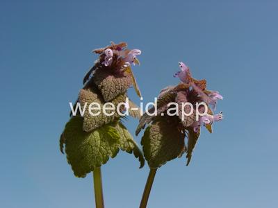 deadnettle, purple