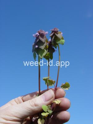 deadnettle, purple