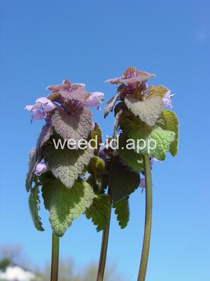 deadnettle, purple