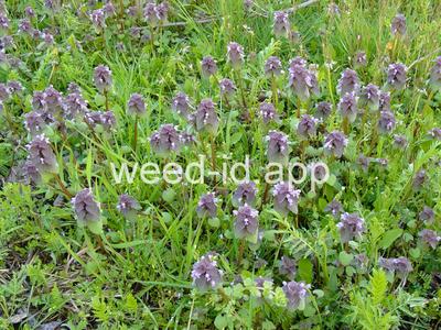 deadnettle, purple