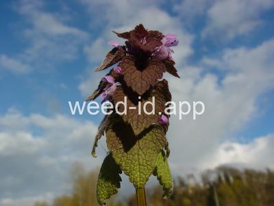 deadnettle, purple