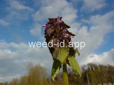 deadnettle, purple