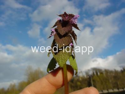 deadnettle, purple
