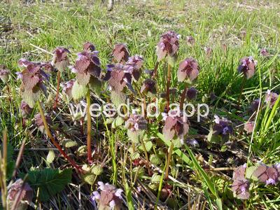 deadnettle, purple